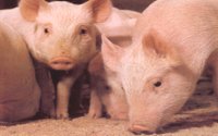 PIGS.BMP
