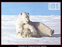 PBEAR.BMP