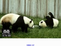 PANDAS.BMP