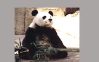 PANDA2.BMP