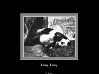 PANDA.BMP