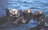 OTTERS.BMP