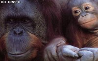 ORANGUTN.BMP