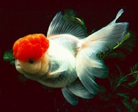 ORANDA.BMP
