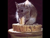 MOUSE1.BMP