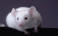 MOUSE.BMP