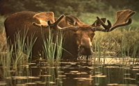 MOOSE.BMP