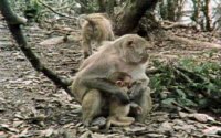 MONKEY2.BMP