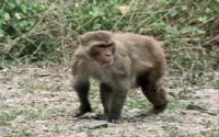 MONKEY1.BMP