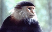 MONKEY.BMP