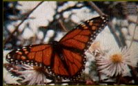 MONARCH.BMP