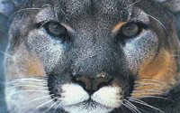 MNTLION.BMP