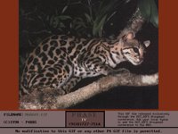MARGAY.BMP