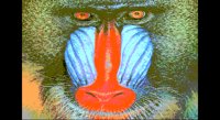 MANDRILL.BMP