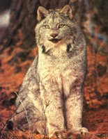 LYNX.BMP