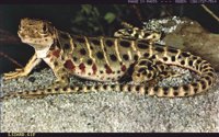 LIZARD1.BMP