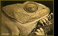 LIZARD.BMP