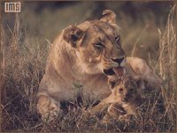 LION_CUB.BMP