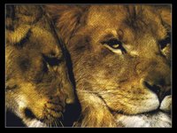 LIONSH1.BMP