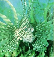 LIONFISH.BMP
