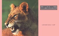 LIONESS2.BMP