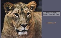 LIONESS1.BMP