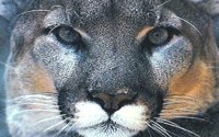 LION1.BMP