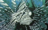 LIFISH.BMP