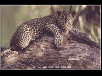LEOPARD.BMP