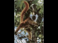 LEMUR11.BMP