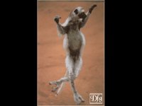 LEMUR10.BMP