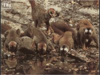 LEMUR09.BMP