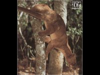 LEMUR08.BMP