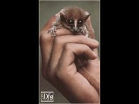LEMUR07.BMP