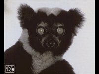 LEMUR06.BMP