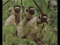 LEMUR05.BMP