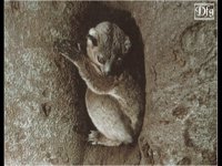 LEMUR04.BMP