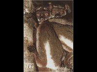 LEMUR03.BMP