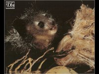 LEMUR02.BMP