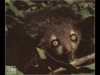 LEMUR01.BMP