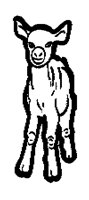 LAMB__1M.BMP