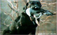 LAB_BIRD.BMP