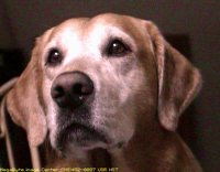 LABRADOR.BMP