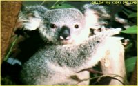 KOALA05.BMP
