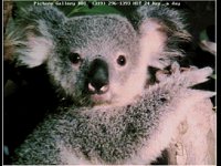 KOALA03.BMP
