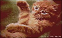 KITTY13.BMP