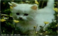 KITTY12.BMP