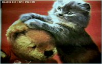 KITTY11.BMP