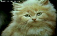 KITTY09.BMP