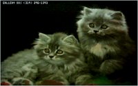 KITTY07.BMP